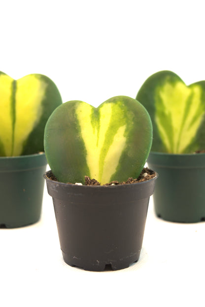 Hoya Heart Flame Variegated Succulent