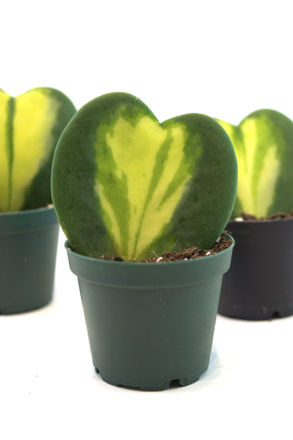 Hoya Heart Flame Variegated Succulent