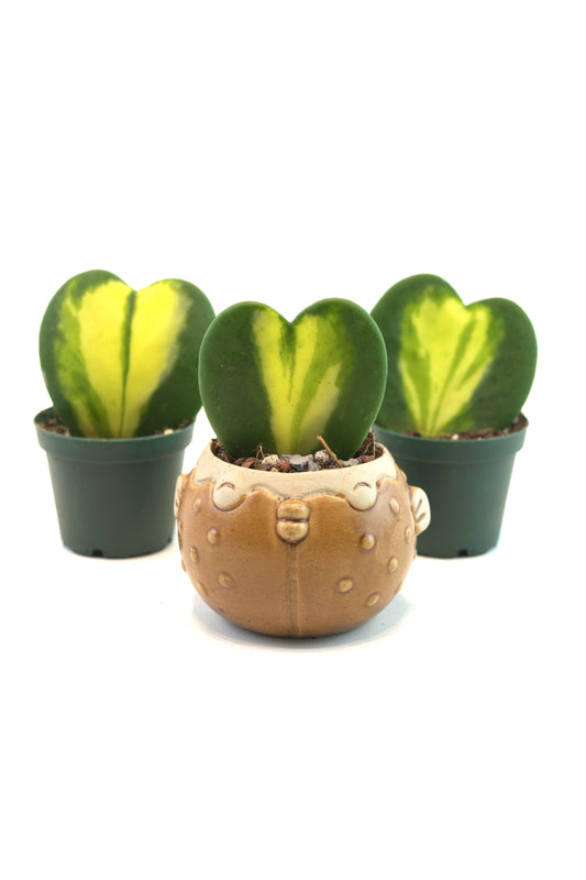 Hoya Heart Flame Variegated Succulent