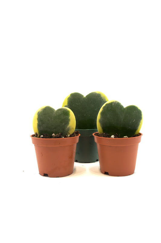 Hoya Heart Variegated Succulent