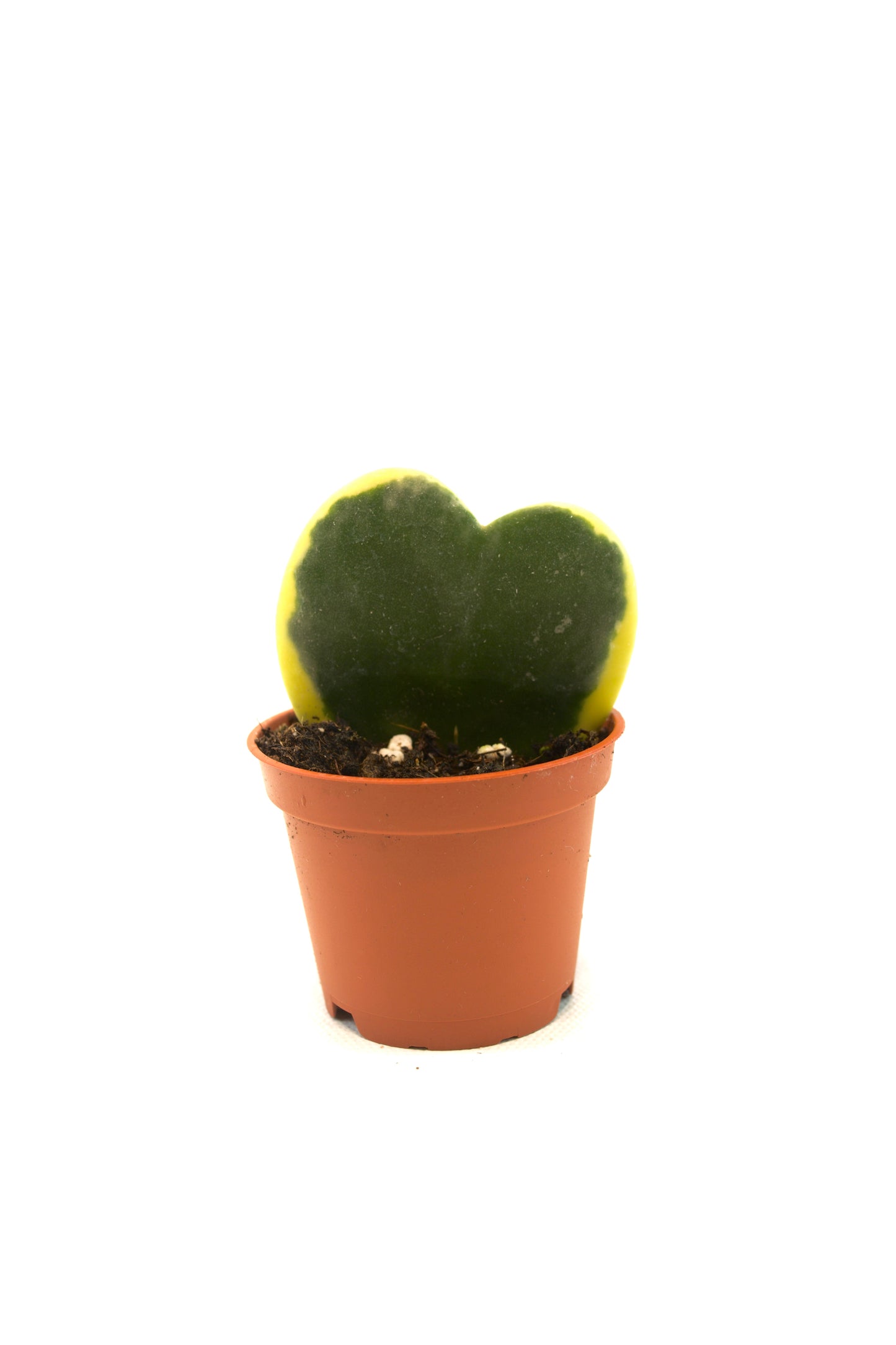 Hoya Heart Variegated Succulent