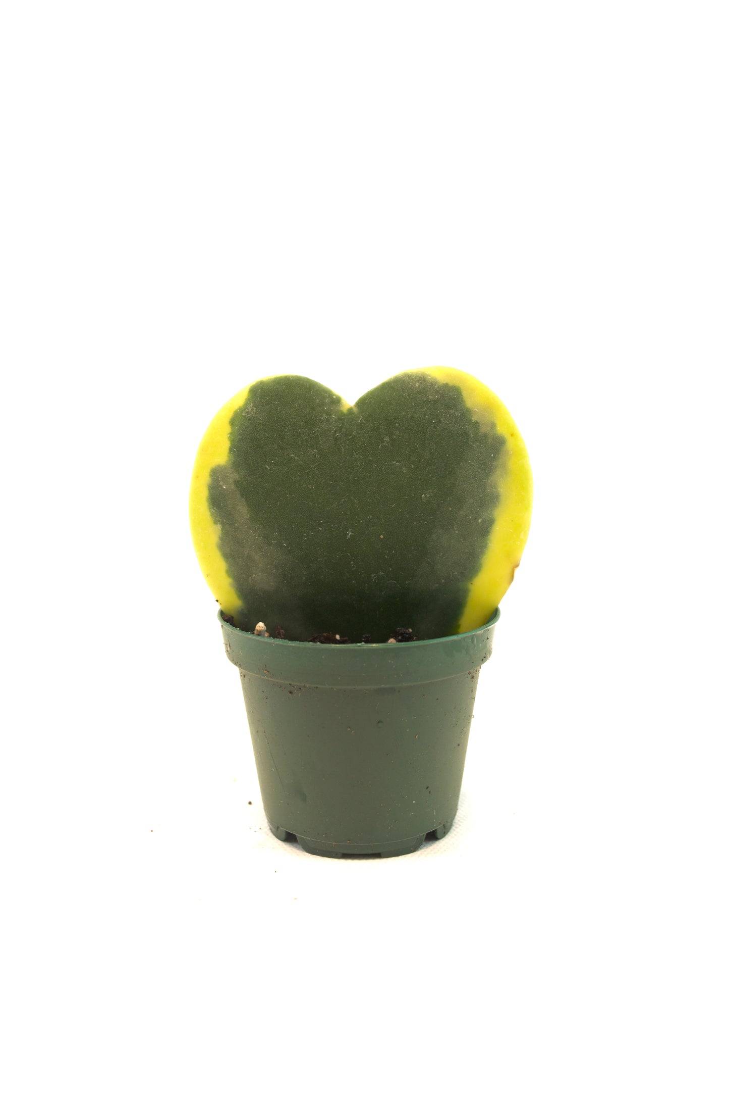 Hoya Heart Variegated Succulent