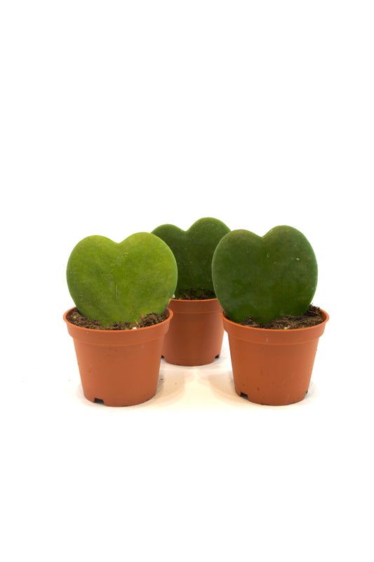Hoya Heart Kerri Succulent