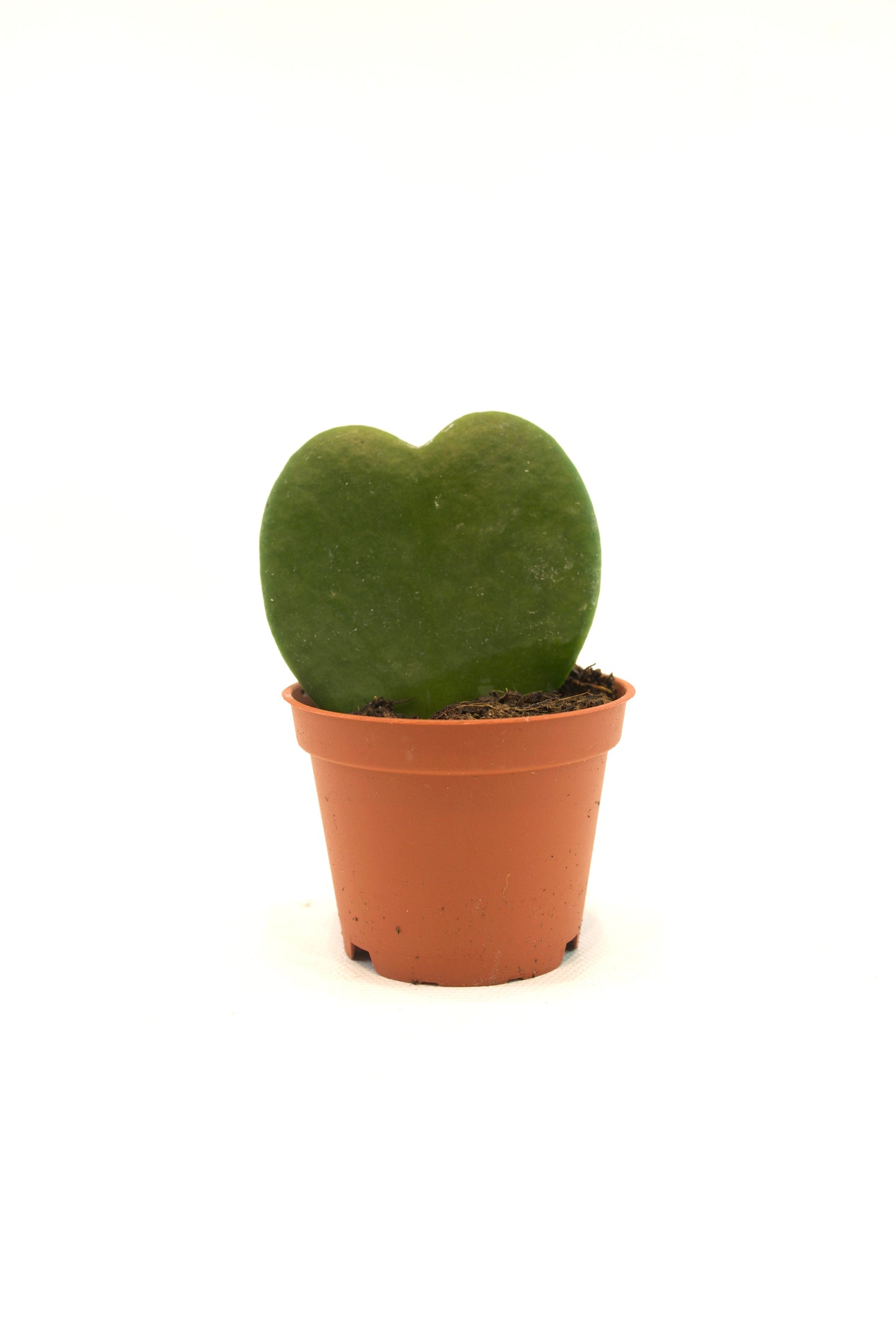 Hoya Heart Kerri Succulent