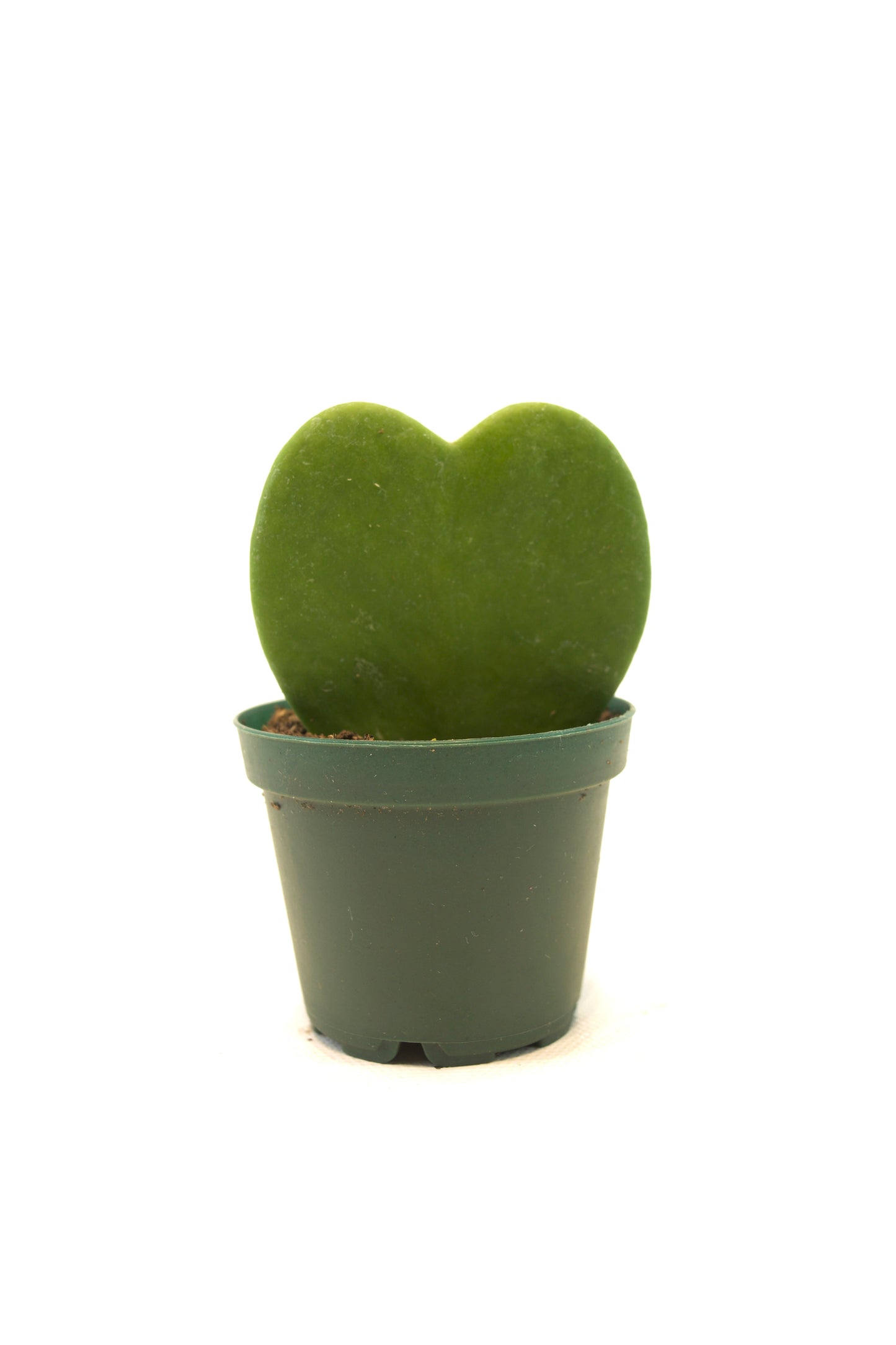 Hoya Heart Kerri Succulent