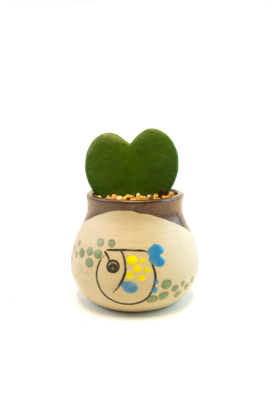 Hoya Heart Kerri Succulent