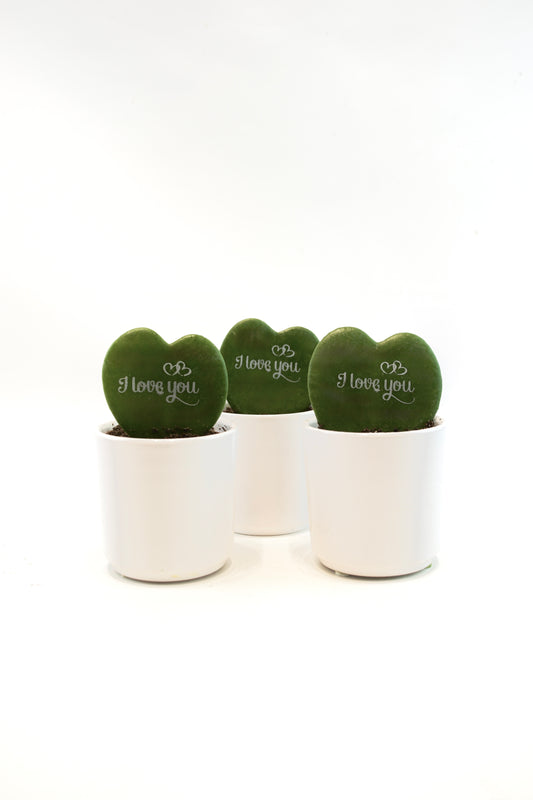 Hoya Heart  “I Love You” Kerri Succulent