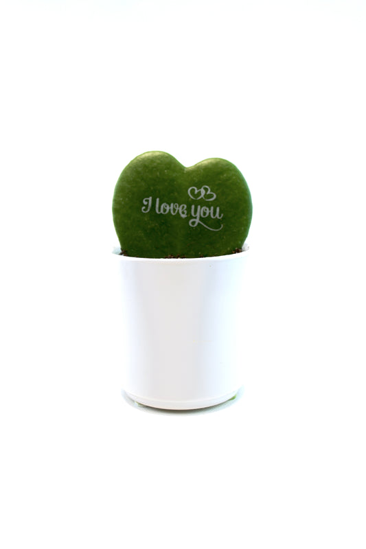 Hoya Heart  “I Love You” Kerri Succulent