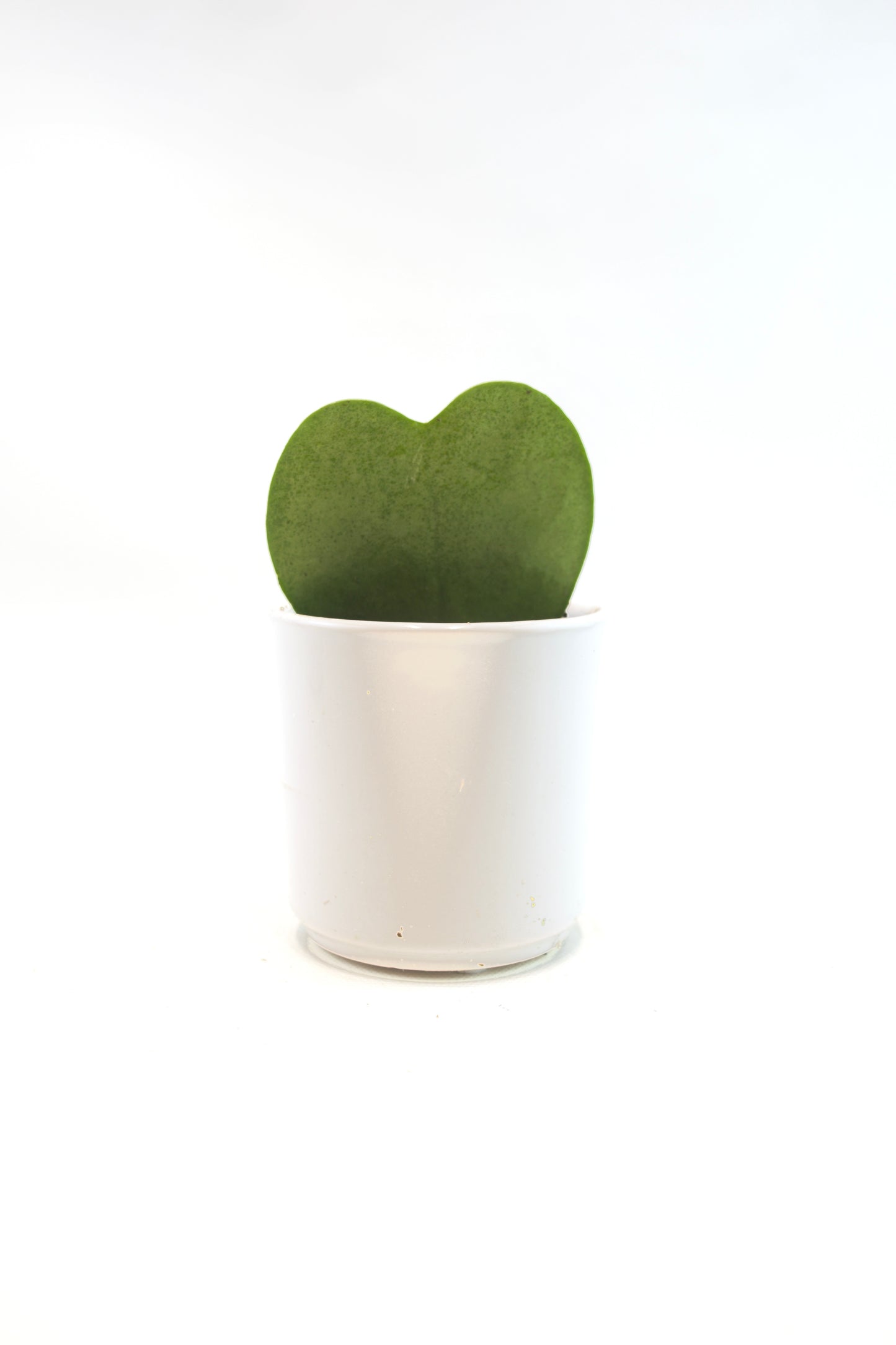 Hoya Heart  “I Love You” Kerri Succulent