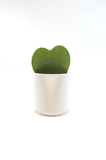 Hoya Heart  “I Love You” Kerri Succulent