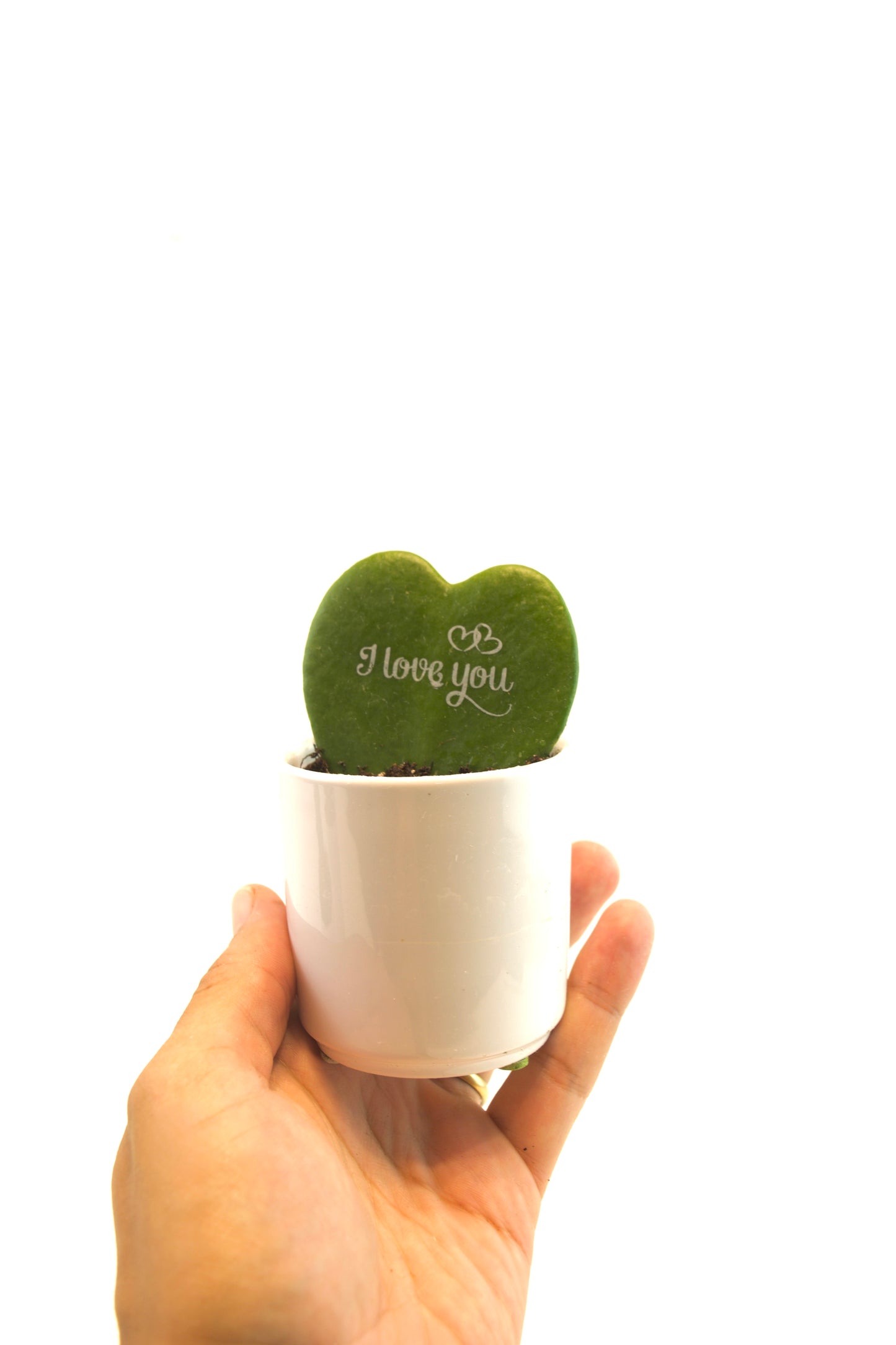 Hoya Heart  “I Love You” Kerri Succulent