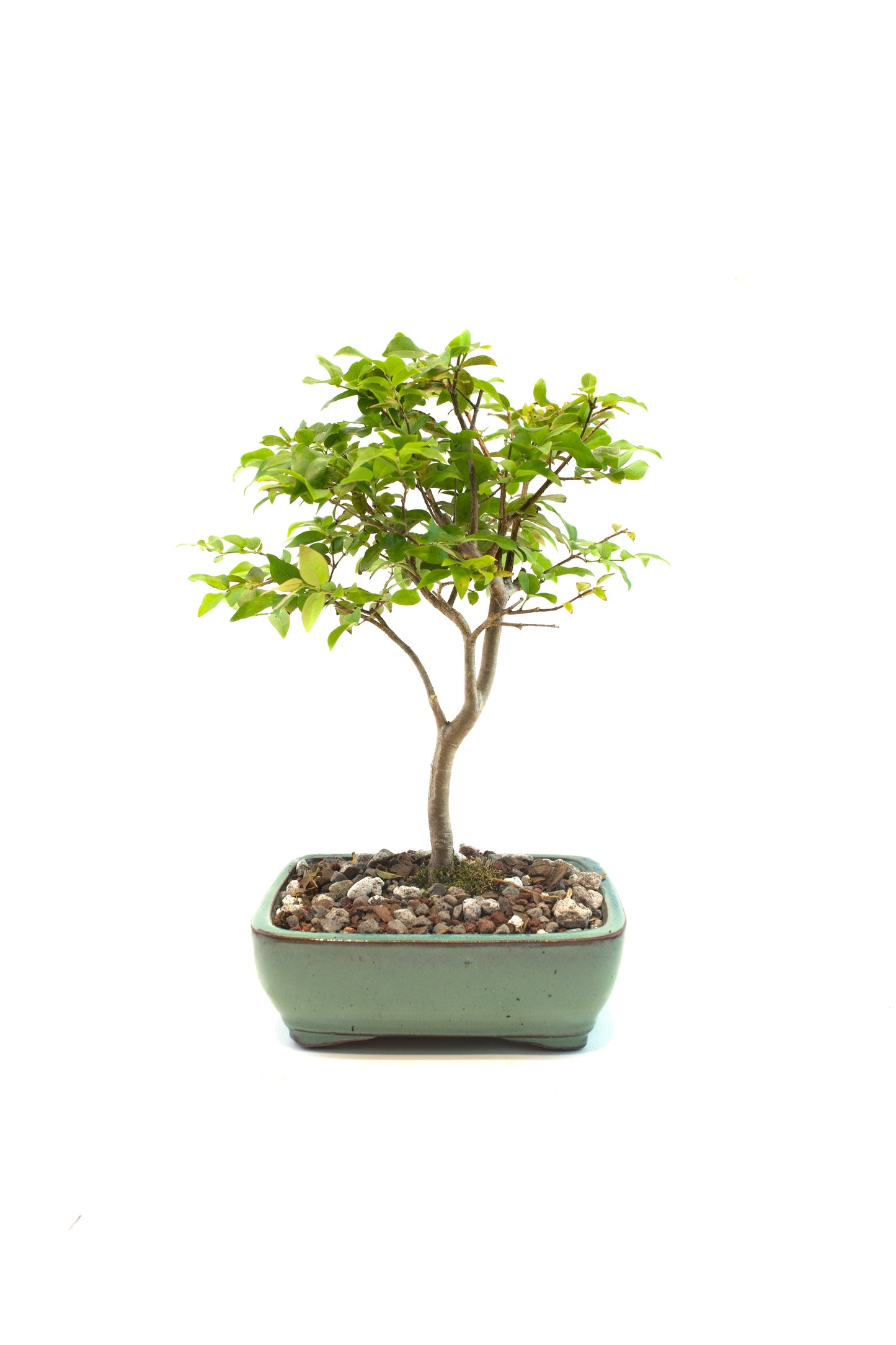 Jaboticaba Fruiting Bonsai 6" Ceramic Pot - One of a Kind Bonsai