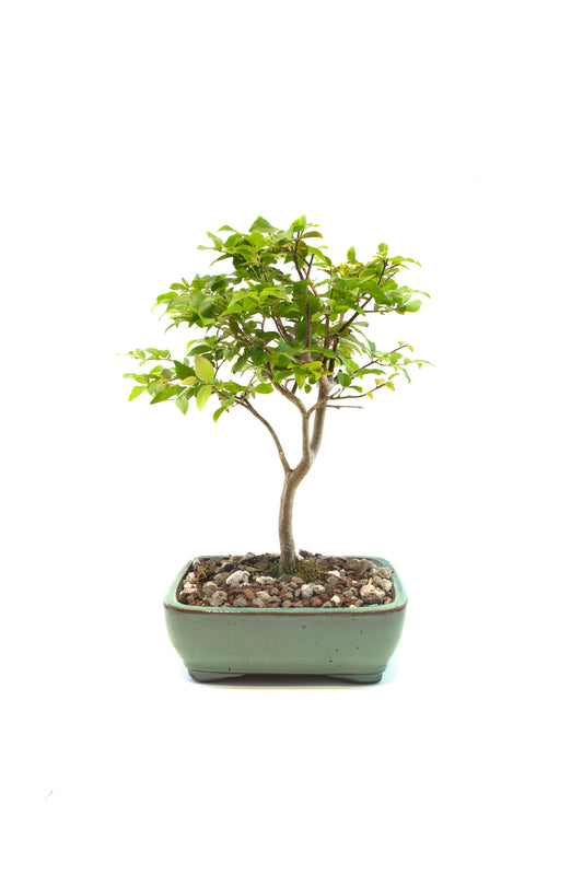 Jaboticaba Fruiting Bonsai 6" Ceramic Pot - One of a Kind Bonsai