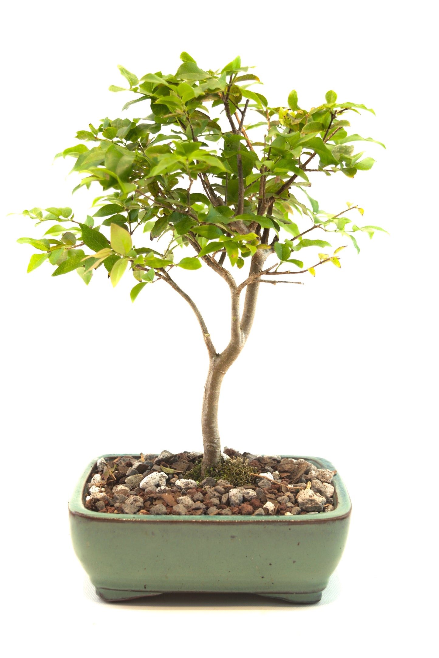 Jaboticaba Fruiting Bonsai 6" Ceramic Pot - One of a Kind Bonsai