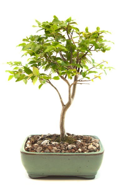 Jaboticaba Fruiting Bonsai 6" Ceramic Pot - One of a Kind Bonsai