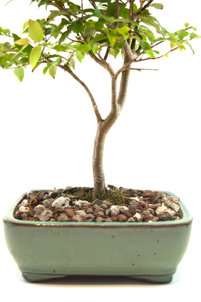 Jaboticaba Fruiting Bonsai 6" Ceramic Pot - One of a Kind Bonsai