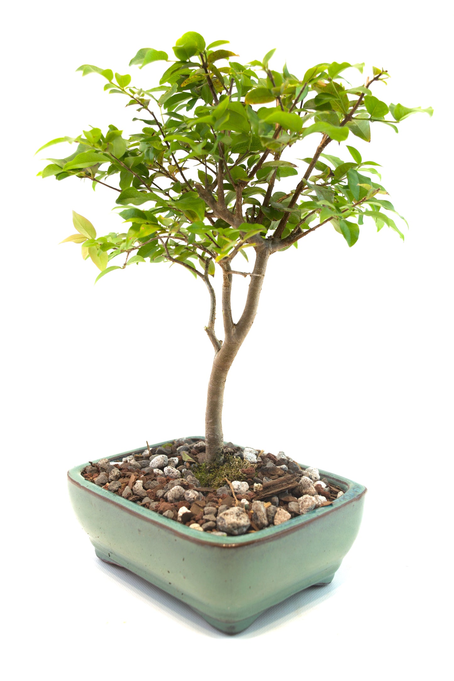 Jaboticaba Fruiting Bonsai 6" Ceramic Pot - One of a Kind Bonsai