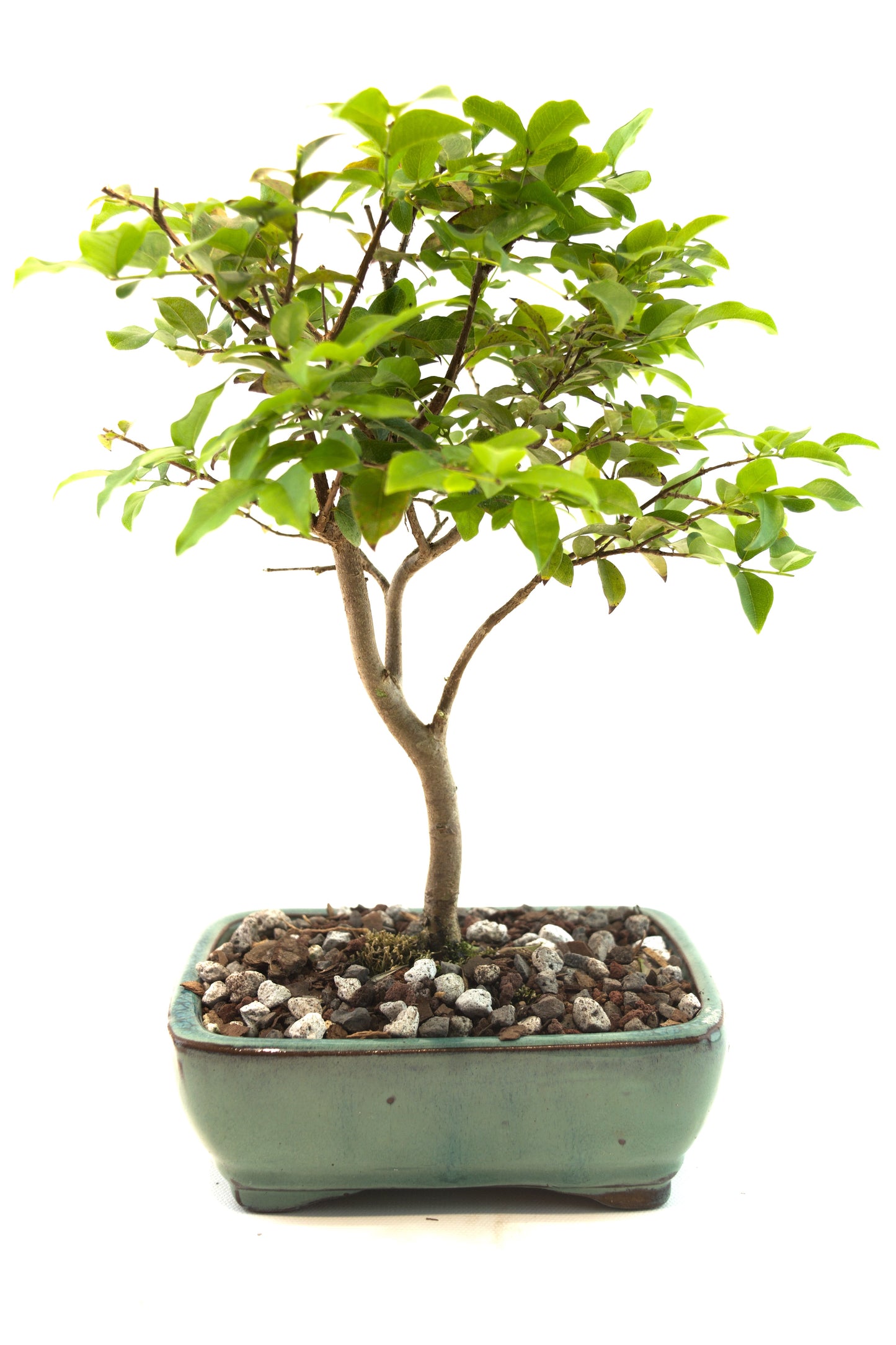 Jaboticaba Fruiting Bonsai 6" Ceramic Pot - One of a Kind Bonsai