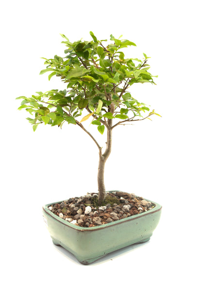 Jaboticaba Fruiting Bonsai 6" Ceramic Pot - One of a Kind Bonsai