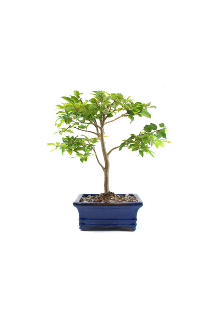 Jaboticaba Fruiting Bonsai 6" Ceramic Pot - One of a Kind Bonsai