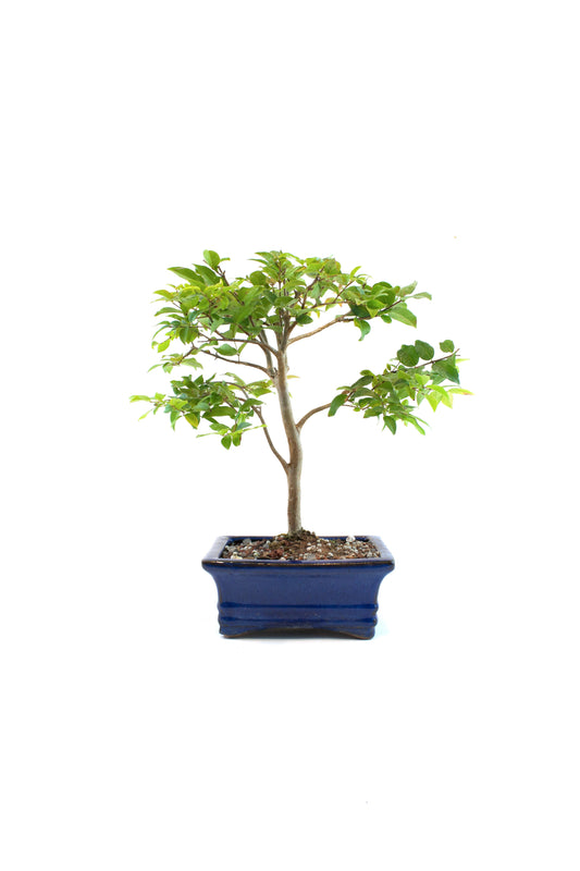 Jaboticaba Fruiting Bonsai 6" Ceramic Pot - One of a Kind Bonsai