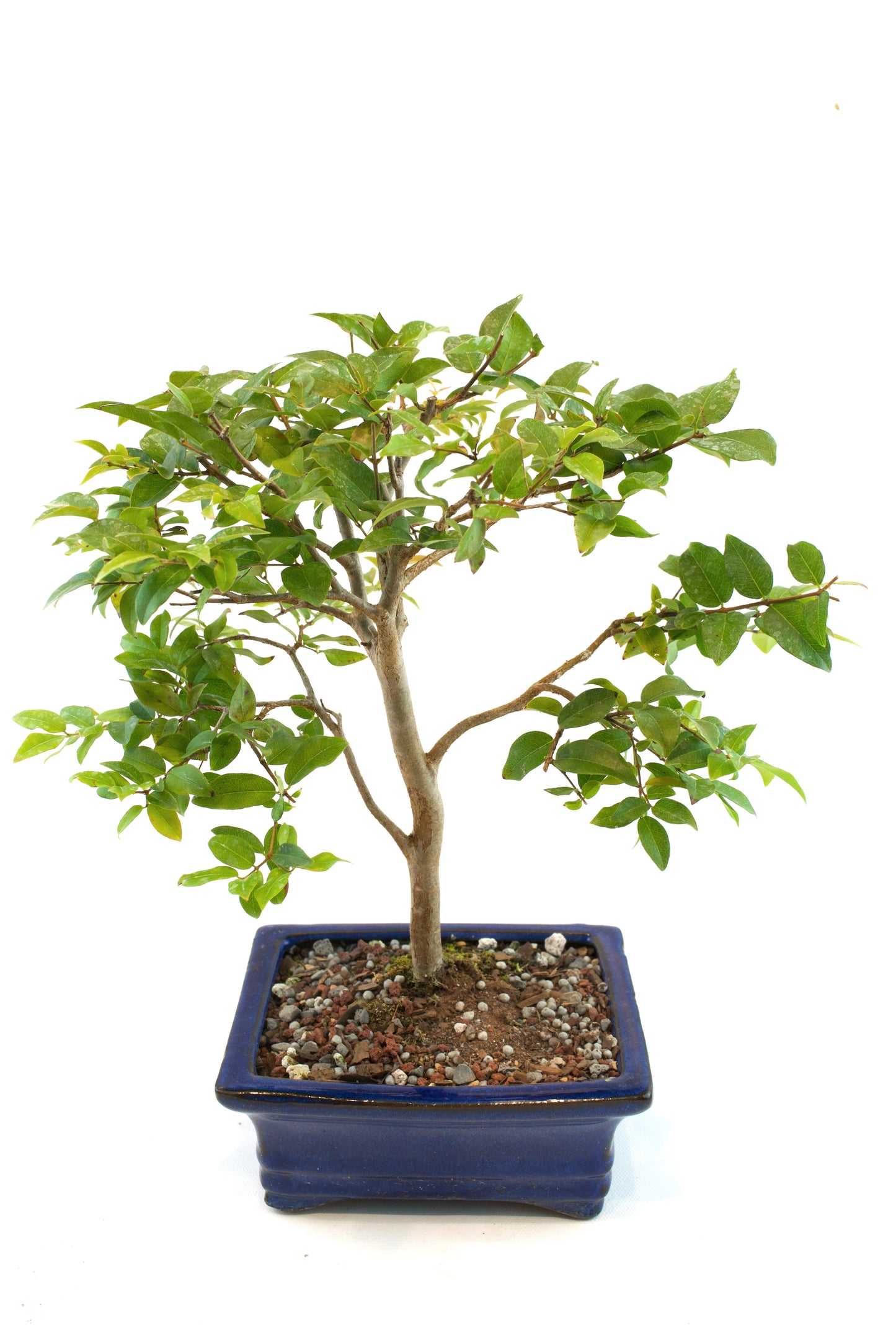 Jaboticaba Fruiting Bonsai 6" Ceramic Pot - One of a Kind Bonsai