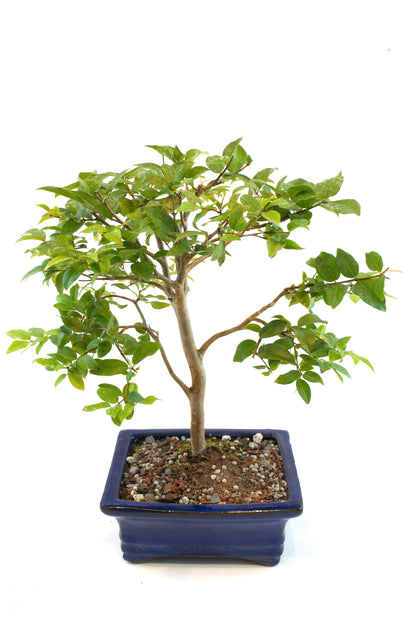 Jaboticaba Fruiting Bonsai 6" Ceramic Pot - One of a Kind Bonsai