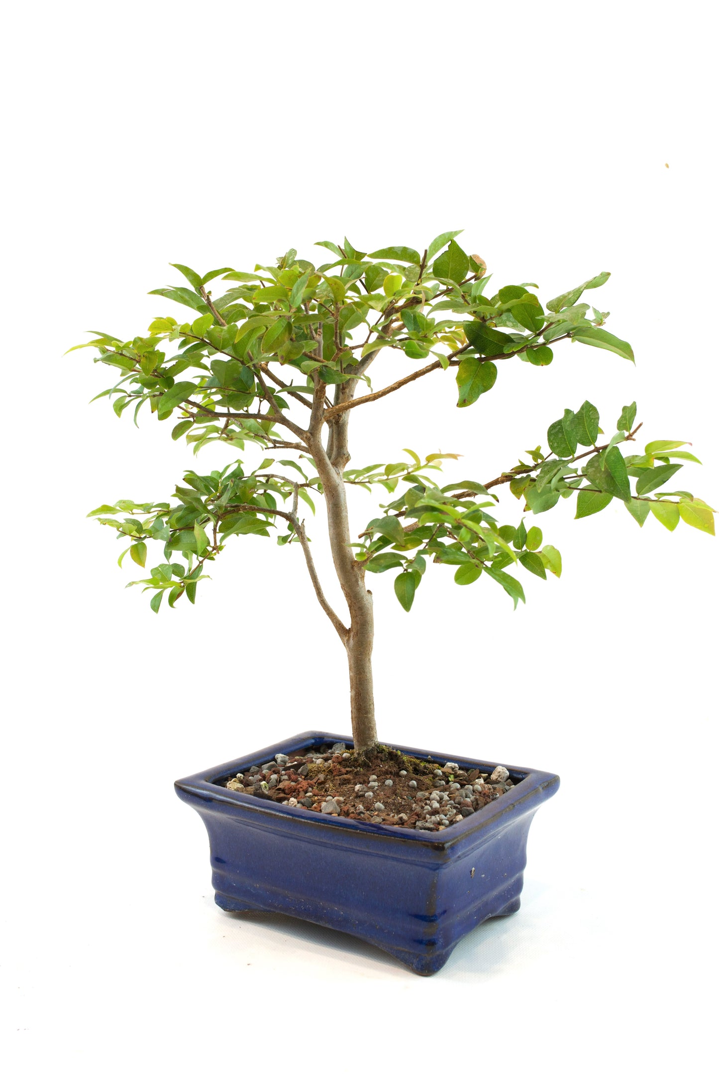 Jaboticaba Fruiting Bonsai 6" Ceramic Pot - One of a Kind Bonsai