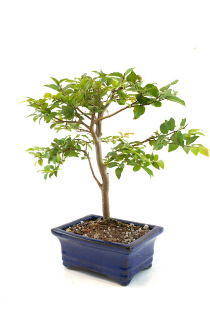 Jaboticaba Fruiting Bonsai 6" Ceramic Pot - One of a Kind Bonsai