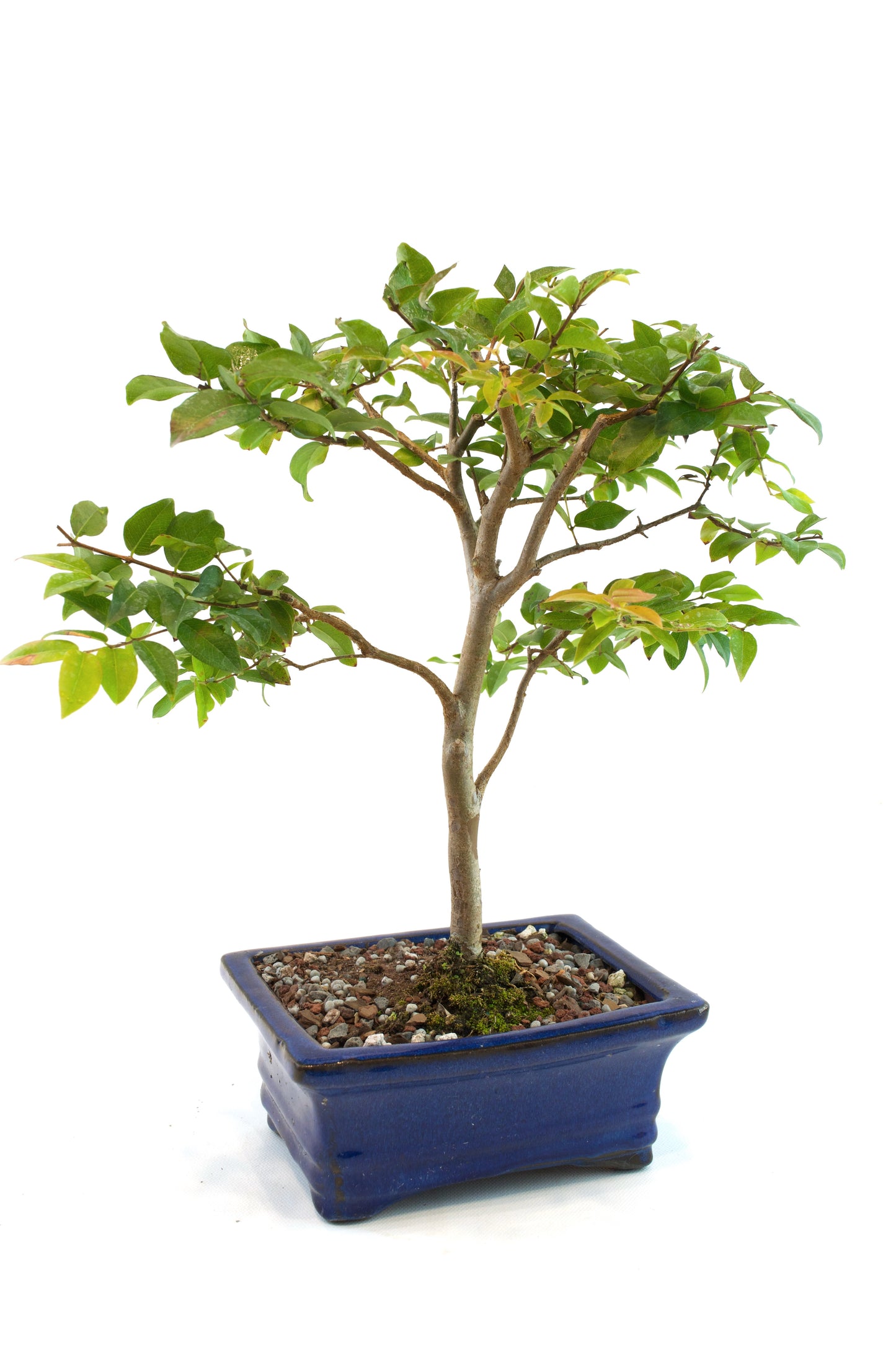 Jaboticaba Fruiting Bonsai 6" Ceramic Pot - One of a Kind Bonsai