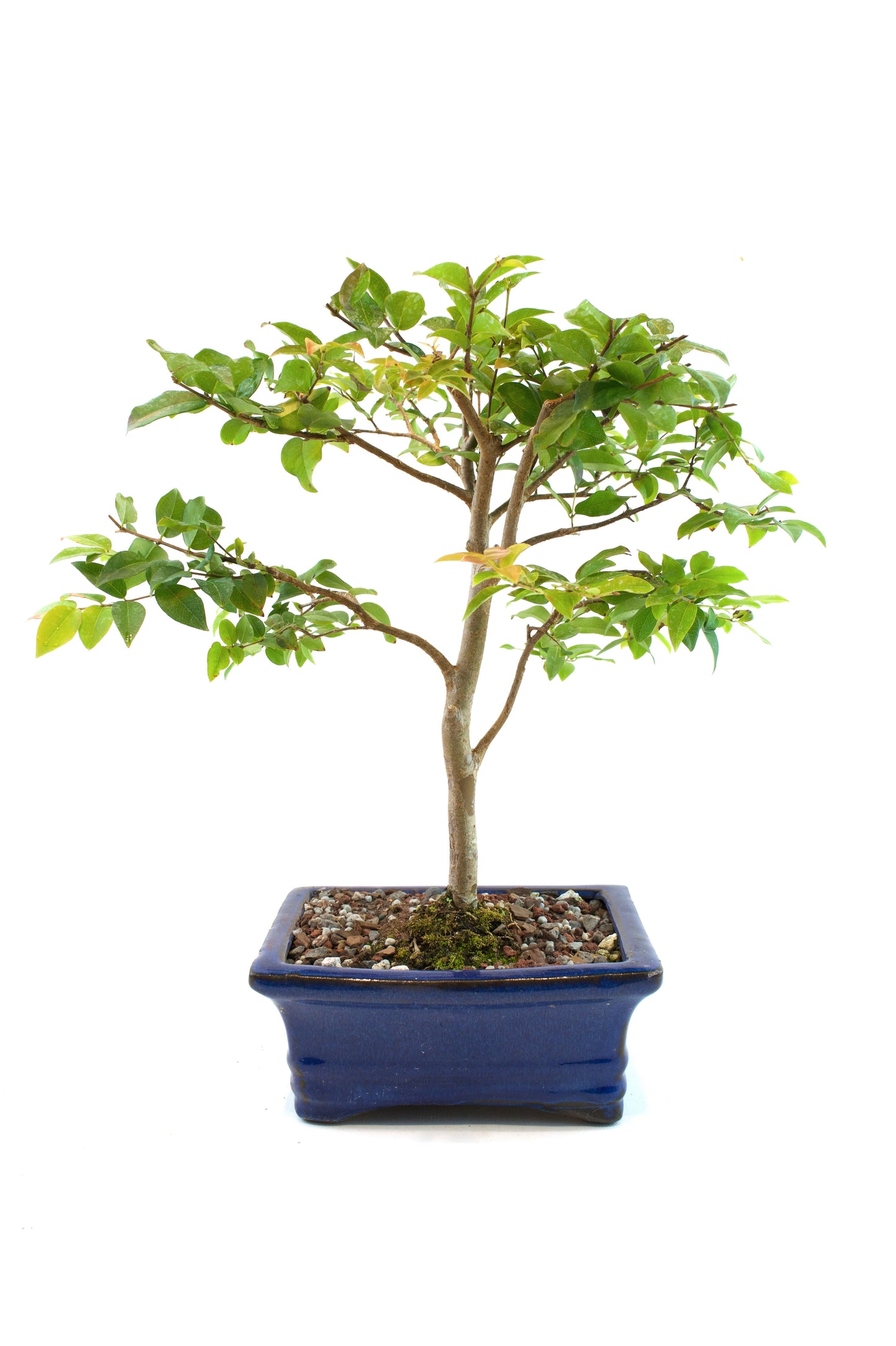 Jaboticaba Fruiting Bonsai 6" Ceramic Pot - One of a Kind Bonsai