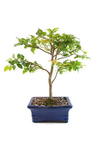 Jaboticaba Fruiting Bonsai 6" Ceramic Pot - One of a Kind Bonsai