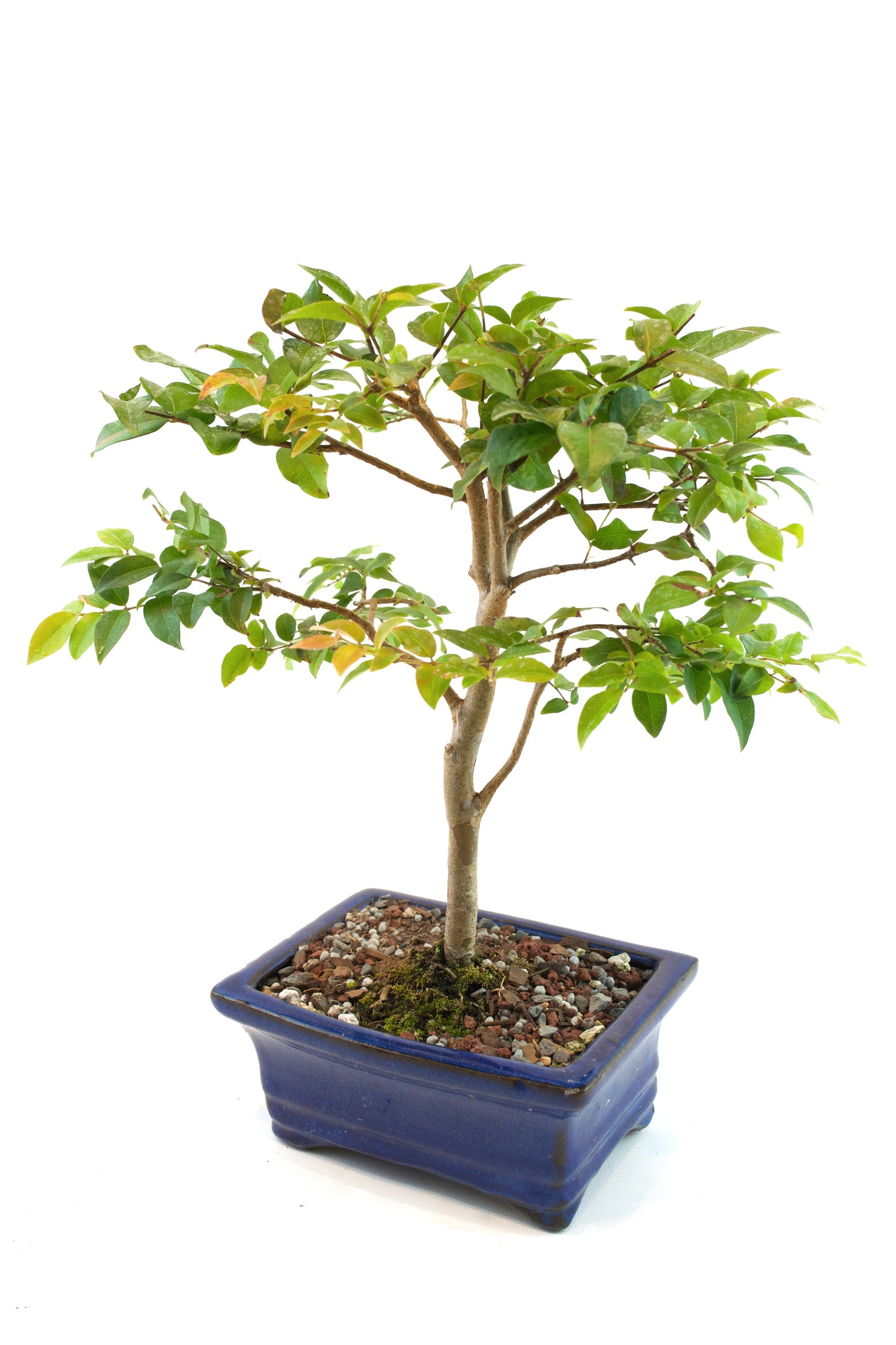 Jaboticaba Fruiting Bonsai 6" Ceramic Pot - One of a Kind Bonsai