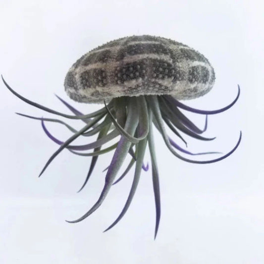 Jellyfish Air Plant - Tillandsia Harrisii