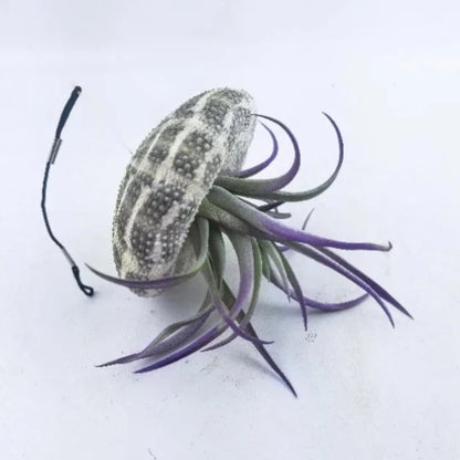 Jellyfish Air Plant - Tillandsia Harrisii
