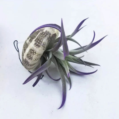 Jellyfish Air Plant - Tillandsia Harrisii