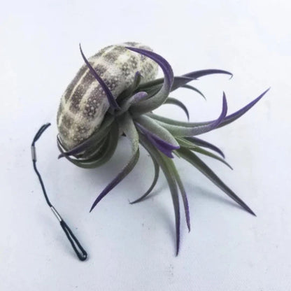 Jellyfish Air Plant - Tillandsia Harrisii