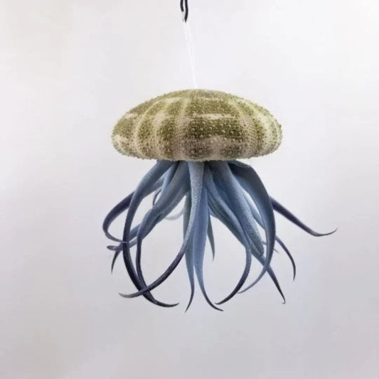 Jellyfish Air Plant - Tillandsia Harrisii