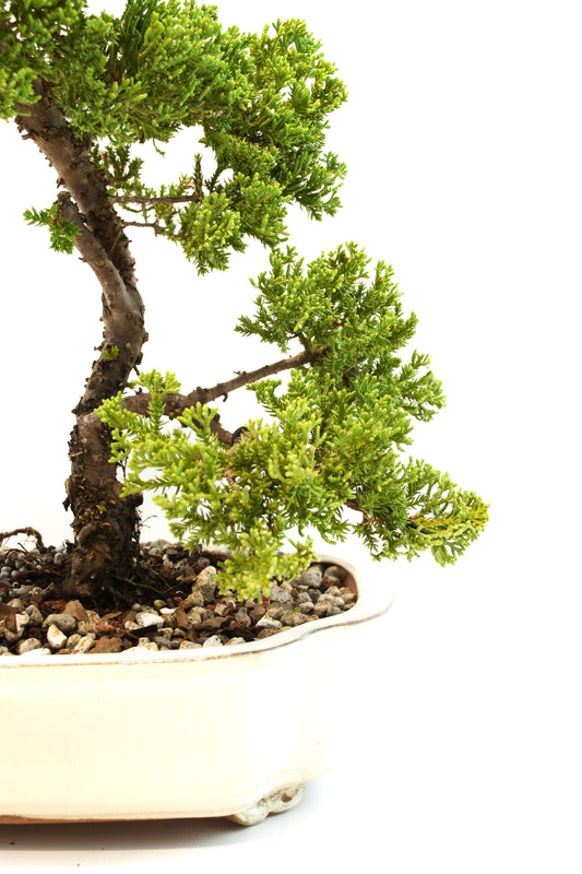 Juniper Live Bonsai Ceramic 10" Pot - One of a Kind Bonsai