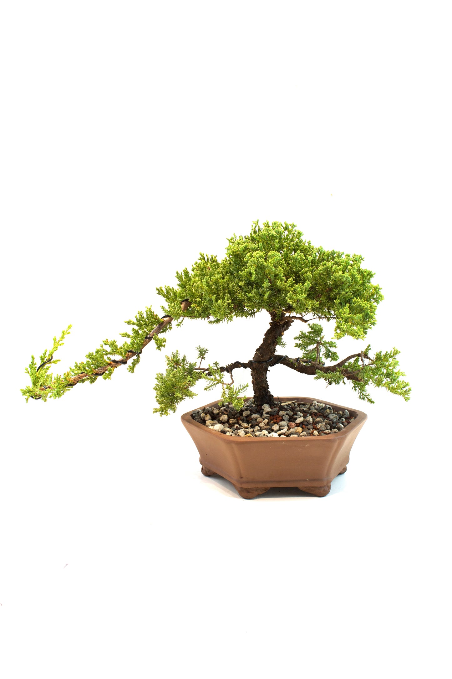 Juniper Live Bonsai Ceramic 10" Hexagonal Pot - One of a Kind Bonsai