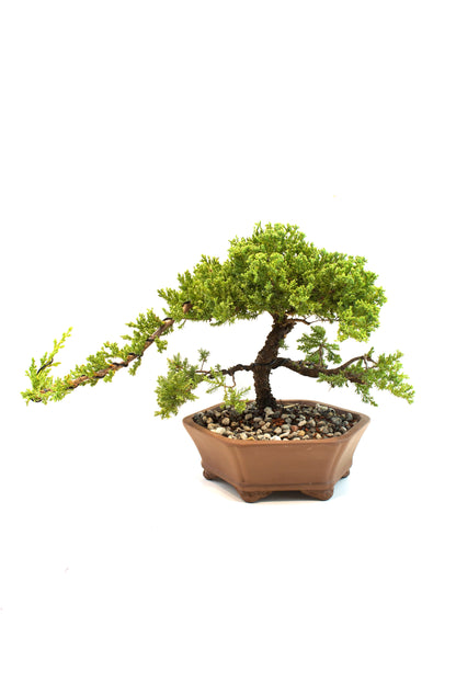 Juniper Live Bonsai Ceramic 10" Hexagonal Pot - One of a Kind Bonsai