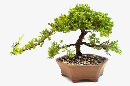 Juniper Live Bonsai Ceramic 10" Hexagonal Pot - One of a Kind Bonsai