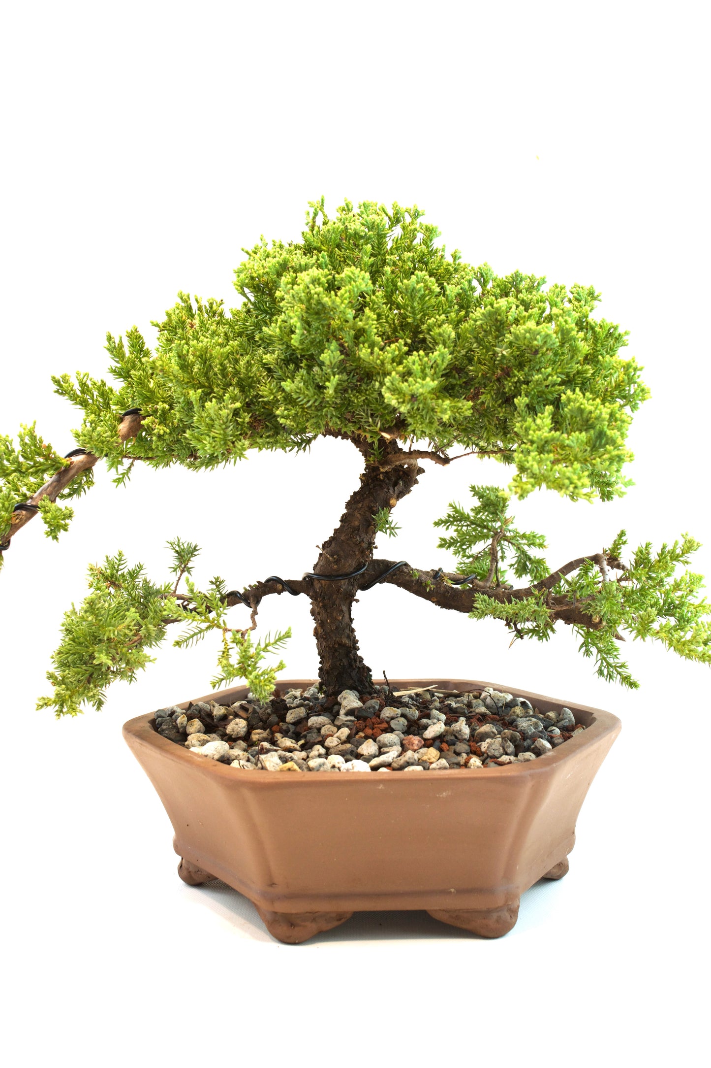 Juniper Live Bonsai Ceramic 10" Hexagonal Pot - One of a Kind Bonsai