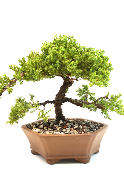 Juniper Live Bonsai Ceramic 10" Hexagonal Pot - One of a Kind Bonsai