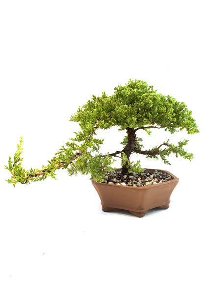 Juniper Live Bonsai Ceramic 10" Hexagonal Pot - One of a Kind Bonsai
