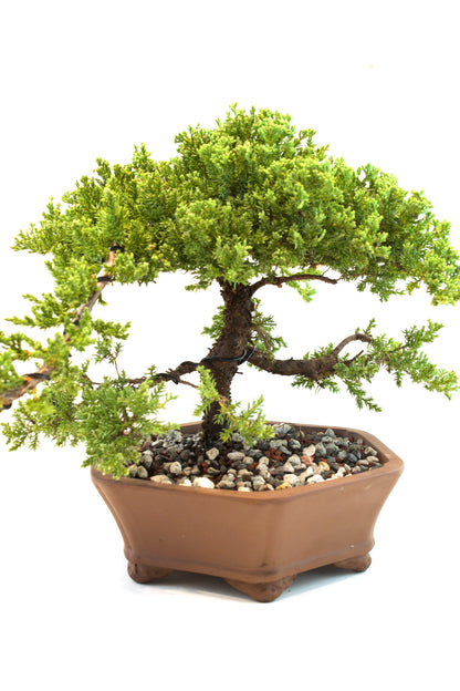 Juniper Live Bonsai Ceramic 10" Hexagonal Pot - One of a Kind Bonsai