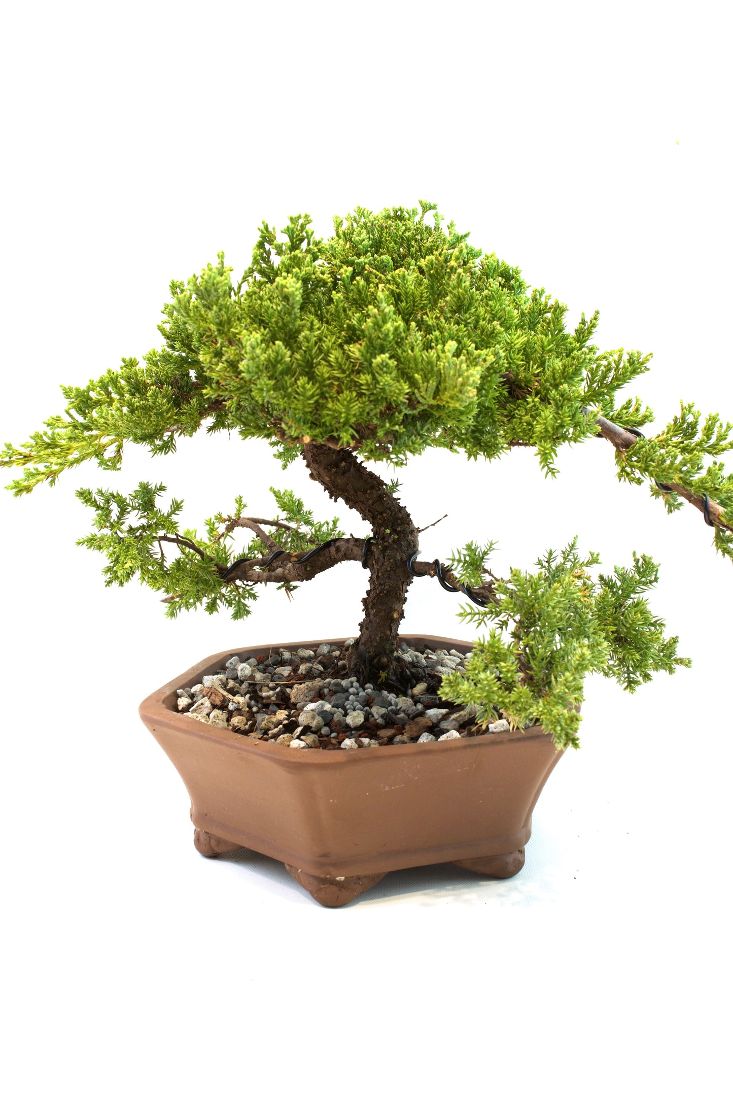 Juniper Live Bonsai Ceramic 10" Hexagonal Pot - One of a Kind Bonsai