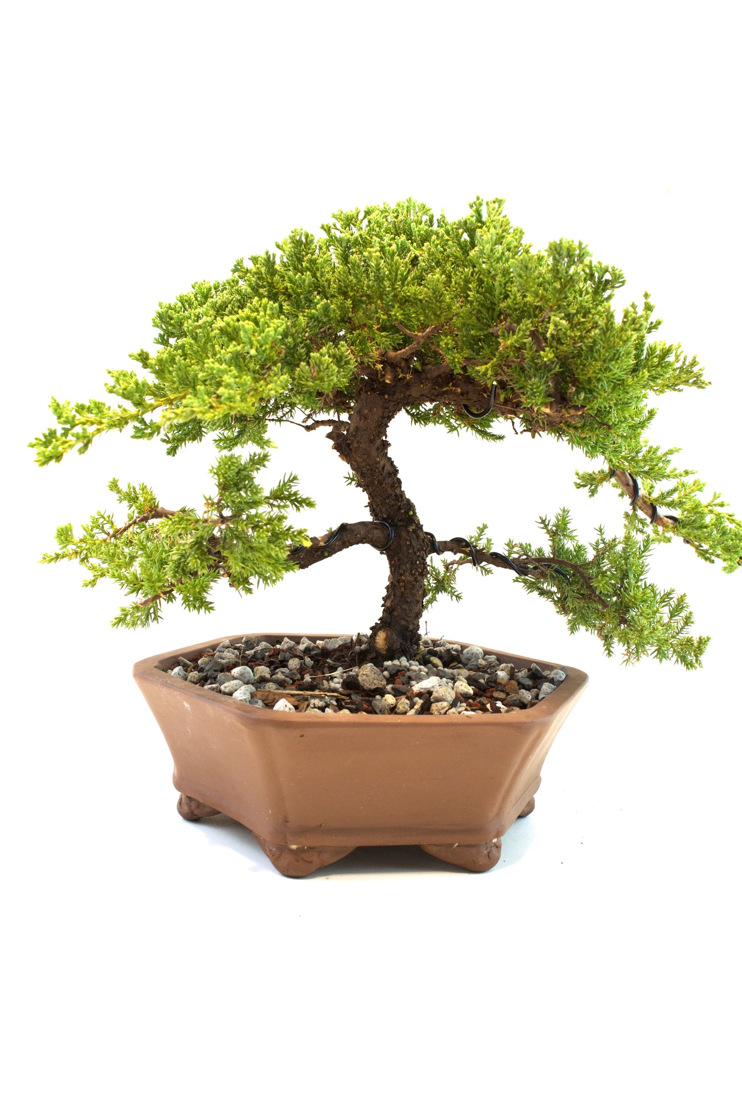 Juniper Live Bonsai Ceramic 10" Hexagonal Pot - One of a Kind Bonsai