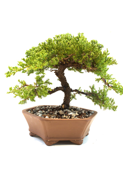 Juniper Live Bonsai Ceramic 10" Hexagonal Pot - One of a Kind Bonsai