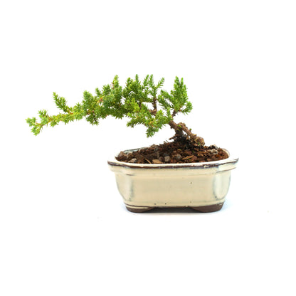 Juniper Live Bonsai Ceramic 5" Pot - Similar Bonsai